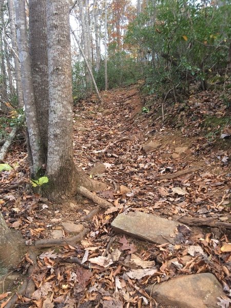 Difficult root climb on Wilkin's Way in Walnut Creek Park.