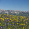 Views and wildflowers abound during springtime on the divide.