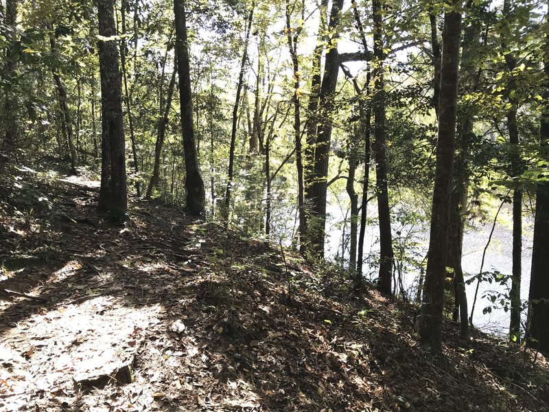 View from bench overlooking Edisto River below is a steep embankment. Trail back to park is left mostly following the river the rest of way back.