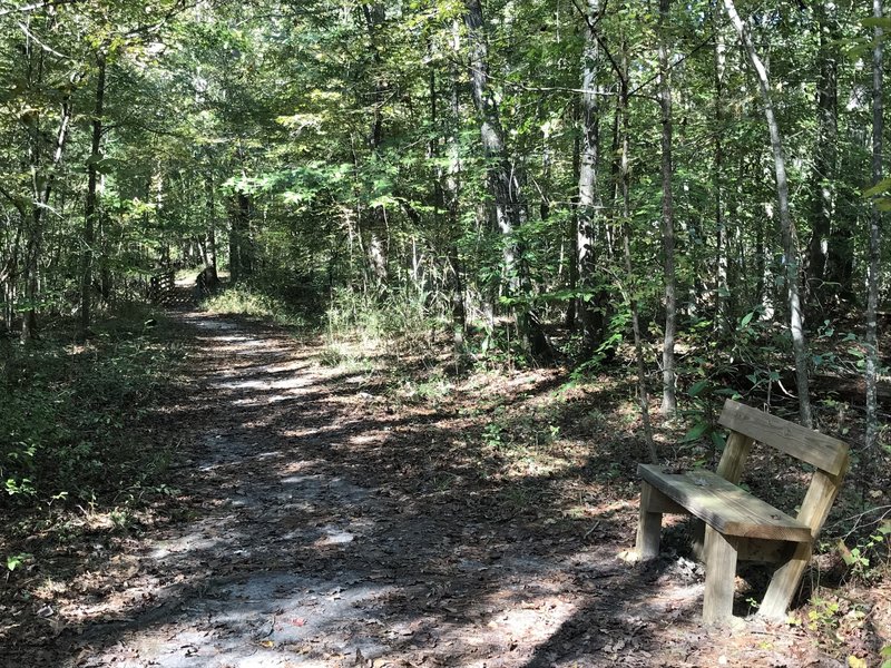 One of three benches along trail, the only little foot bridge over a ravine ahead, just right is road with thin buffer of trees and for the most part the trail is like this except by the river a few more roots to watch for.