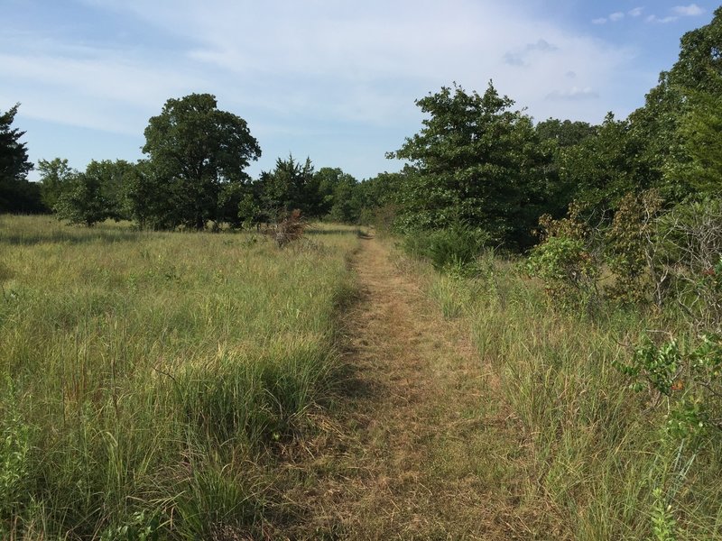 This trail is a mix of in the trees with rocks and out in the open mowed trail