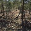 I love the tree cover on this trail!