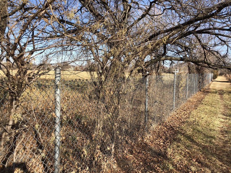 There are poison ivy bushes growing in the chainlink fence all along the north side of the park between the apartments and houses.