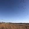 Canadian Geese love this lake this time of year.