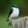 Tree Swallow" by A. Drauglis (https://tinyurl.com/rykk52b), Flickr licensed under CC BY-SA 2.0 (https://creativecommons.org/licenses/by-sa/2.0/).