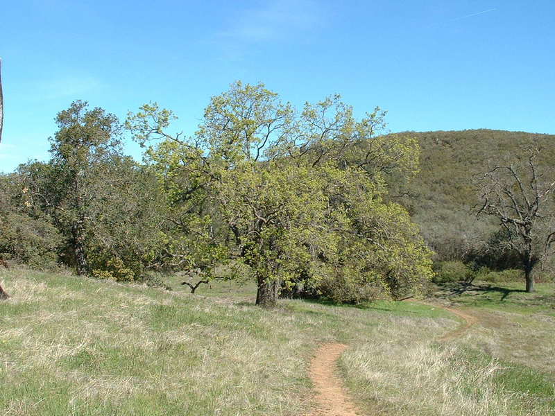 Rinconada trail meadow near the summit