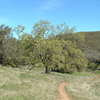 Rinconada trail meadow near the summit