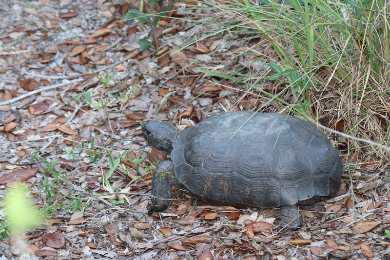 Gopher Tortois