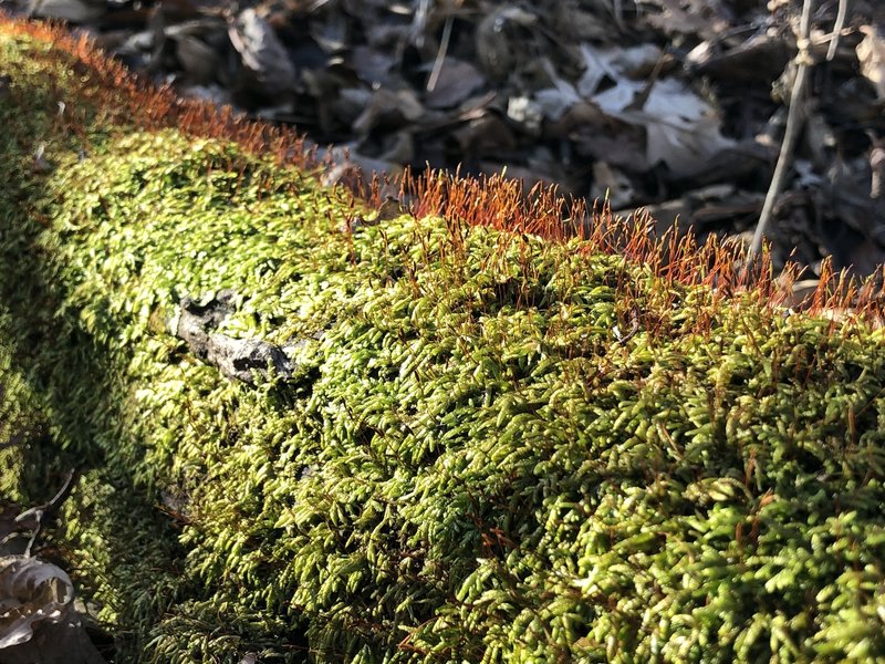 Beautiful moss growing on a fallen log