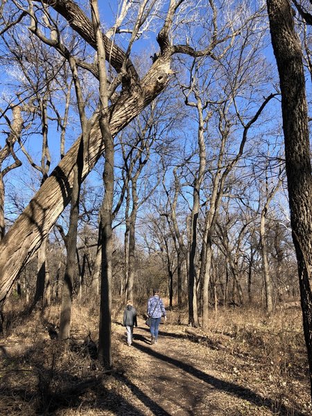 Enormous cottonwoods that eventually fall from their own weight.