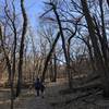 lots of fallen trees on the slope of the bluff