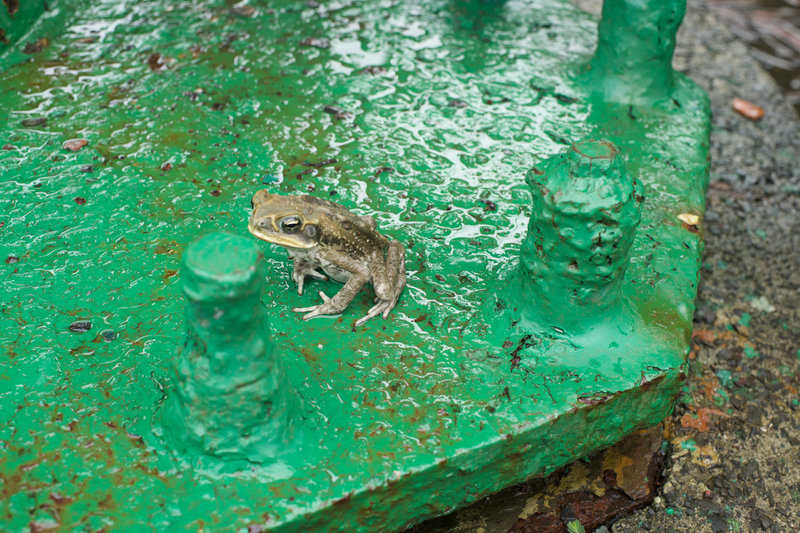 A frog hangs out in the old gun battery.  Be on the lookout for these guys, they can be found along the trail.