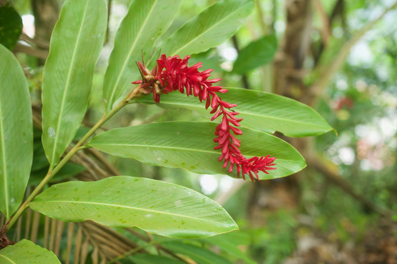 Flowers bloom along the trail.