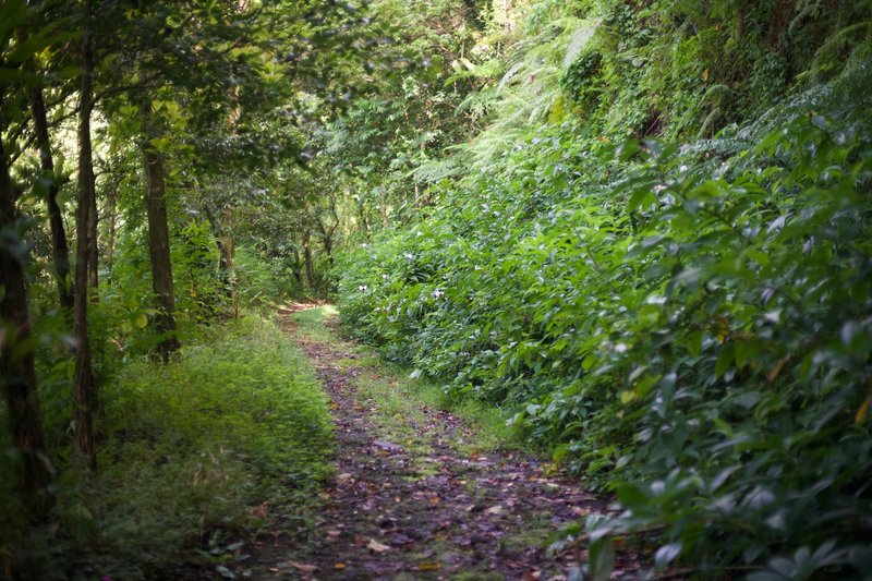 The trail starts as a wider road before it starts to narrow in places to a singletrack that is overgrown in areas. The first part of the trail is shaded, providing relief from the sun.