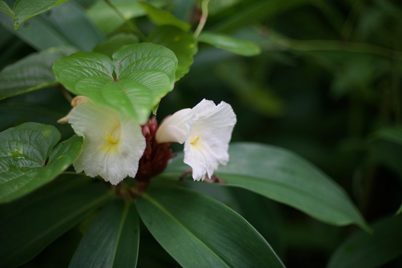 Flowers bloom in November.