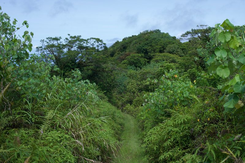 The last half mile to a mile is pretty exposed as the forest opens up around the trail, so proper sun protection is recommended.