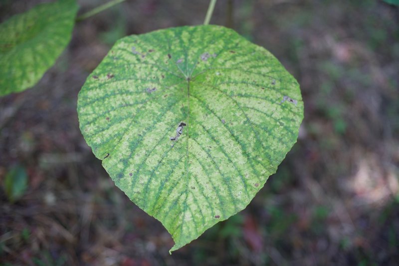 Large leafed plants line the trail, with beautiful patterns on them.