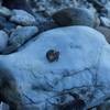 Hermit crab making his way across this rock.