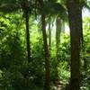 The trail passes through a stand of coconut trees, so watch your head for falling coconuts.