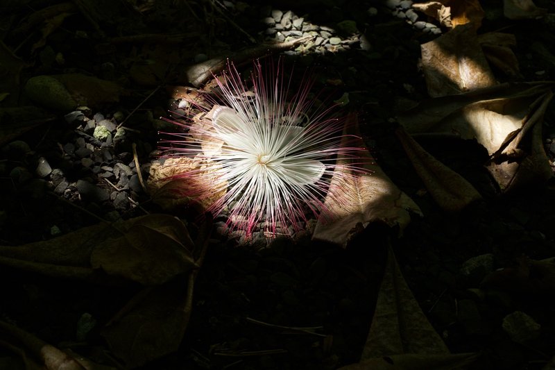 Sunlight breaks through the canopy and illuminates the flower on the trail.