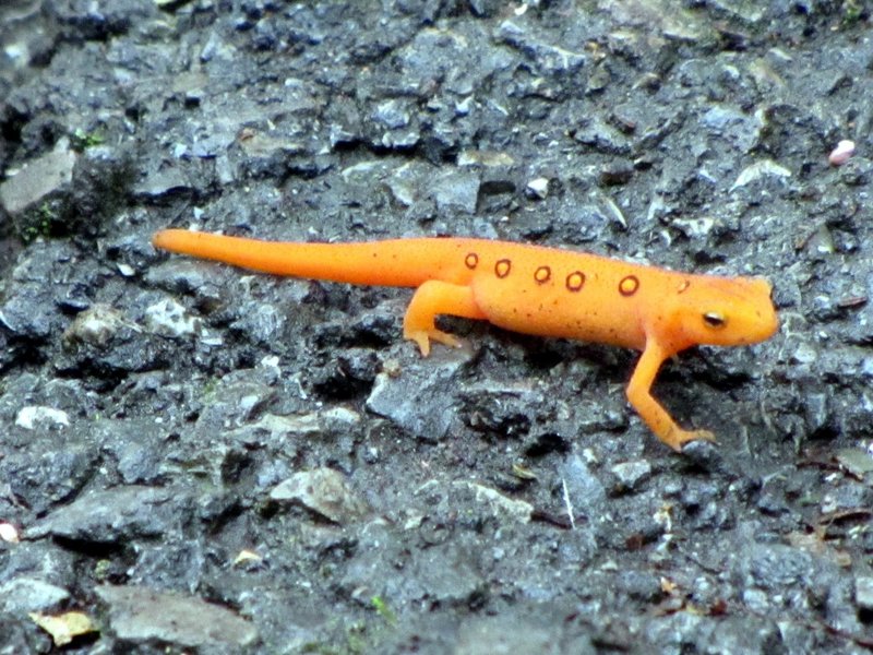 20110919 25 Salamander on Sharp Top Trail, Peaks of Otter, Virginia