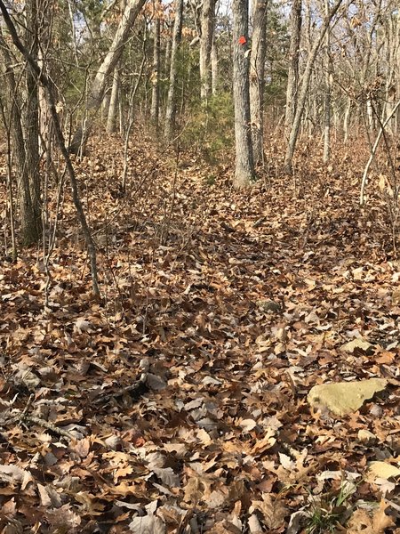 Typical trail covered in leaves.