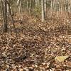 Typical trail covered in leaves.