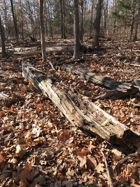 Lots of debris on trail near shoreline.