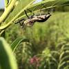 Assassin bug along the trail.