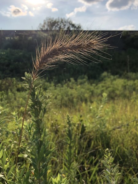 Random wheat in the field?