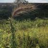 Random wheat in the field?