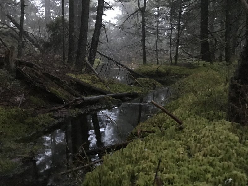 Mossy spring through a misty haze.