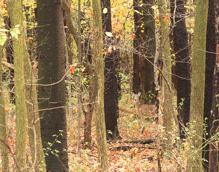 Resident wildlife at Peace Park." Photo courtesy of Cascade Charter Township.