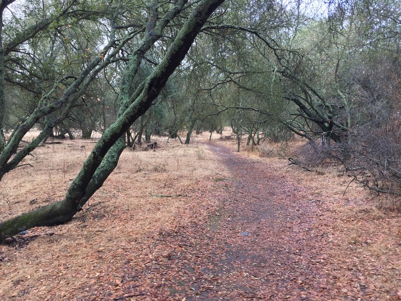 Woodland Trail