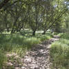 Valley oak woodland on Natoma Trail.