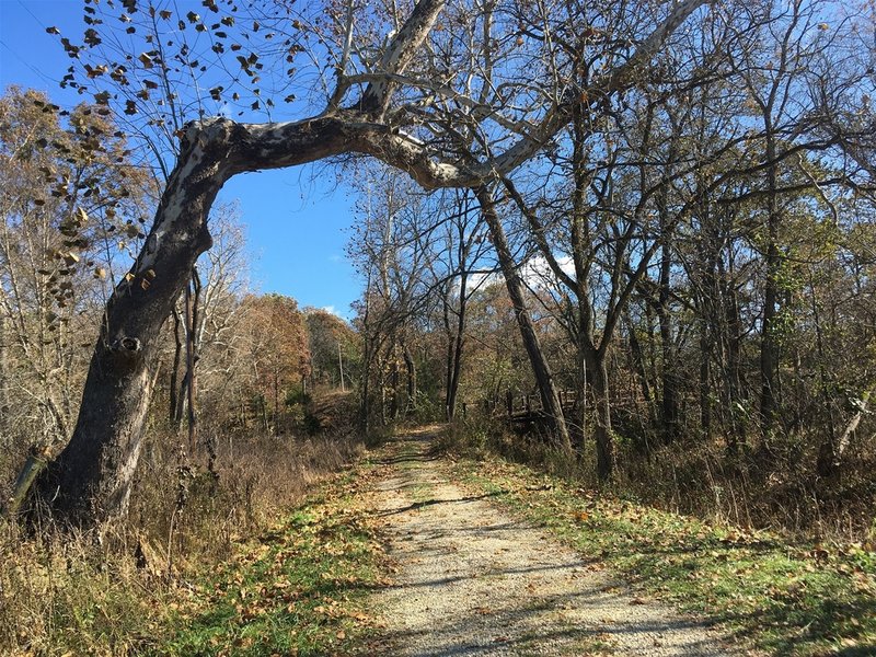 This is where the hike begins, in case you arrive and feel like you're on a private drive.  Look for this neat tree!