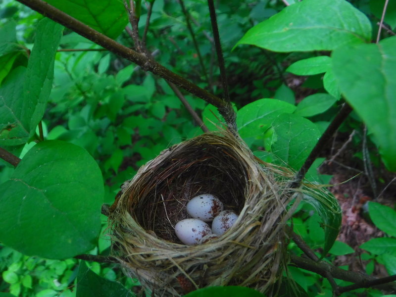 A bird's nest somewhere between Fowler Mtn. and Halloway Gap.