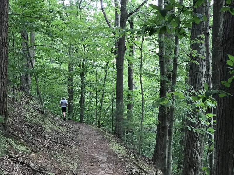 Ridge trail section with full foliage" Photo courtesy of Ottawa County Parks & Recreation.