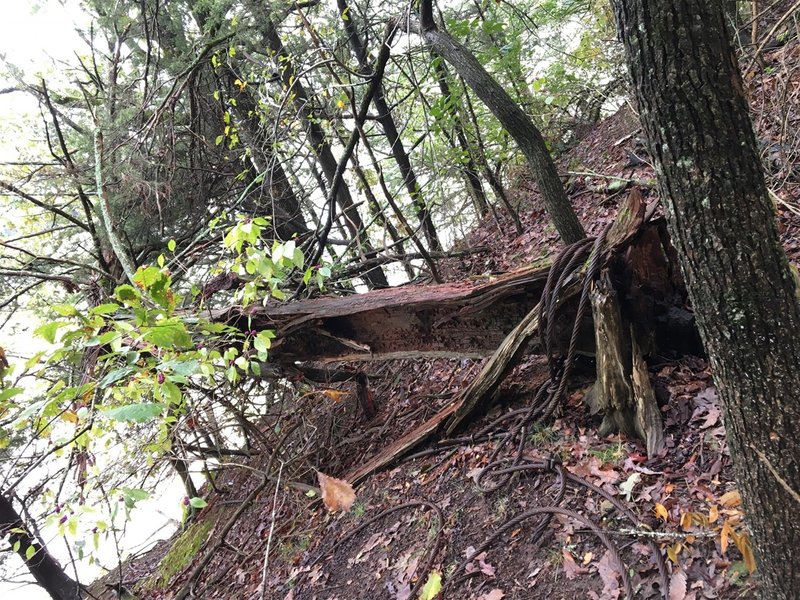 This downed tree has an old cable attached that can be used to rap to the bottom of a bluff.