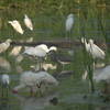 Birds and a big alligator.