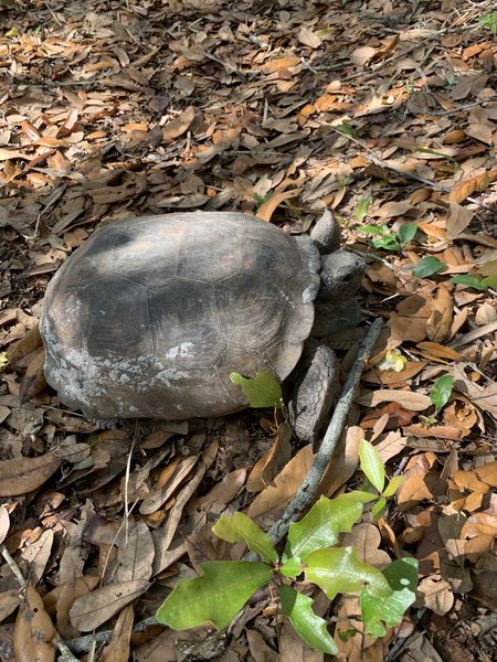 Gopher Tortoise