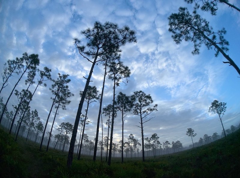 Towering Pines at sunrise along the Florida Trail