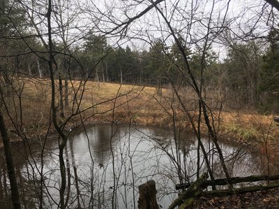 A pond will come into view shortly after twisting through the trees.