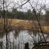 A pond will come into view shortly after twisting through the trees.