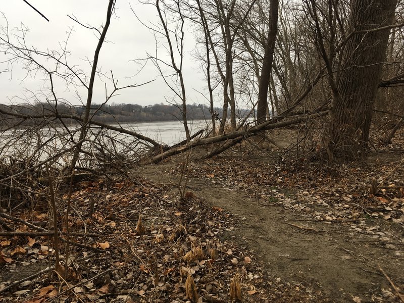 There are fun obstacles like downed trees and driftwood to hop over.