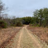 Looking north from the Pine Barrens Trail.