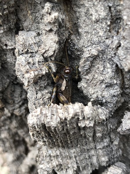 Cricket hiding in the bark of a tree on a cold December day.