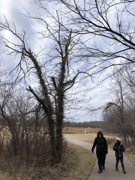 This dead Honey Locust tree is COMPLETELY wrapped in poison ivy!  The city should probably remove this...