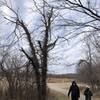 This dead Honey Locust tree is COMPLETELY wrapped in poison ivy!  The city should probably remove this...