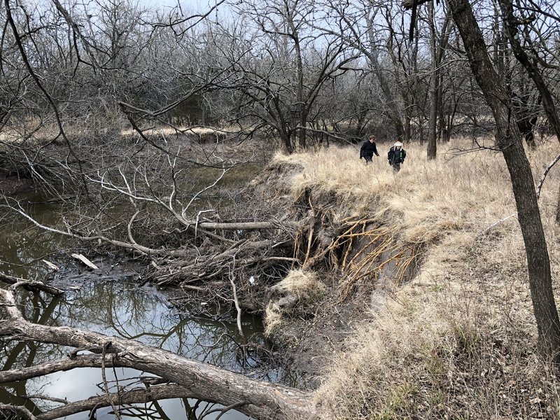 More downed trees along the creek.